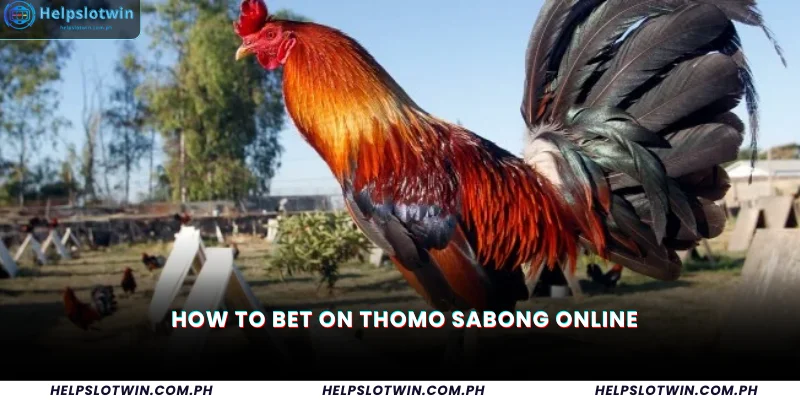How to Bet on Thomo Sabong Online
