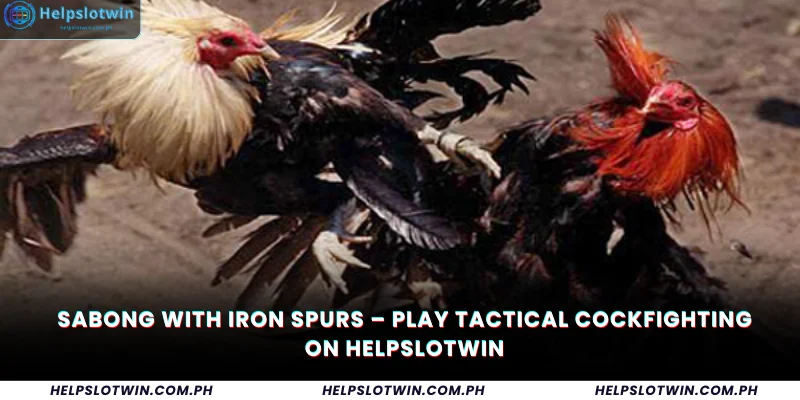 Sabong with Iron Spurs