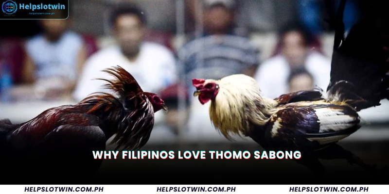 Why Filipinos Love Thomo Sabong