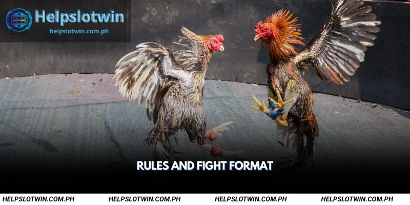 rules and fight format