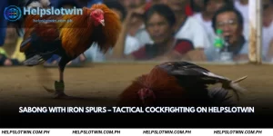 sabong with iron spurs
